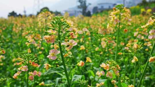 油菜花春天油菜花海油菜花田菜花花海