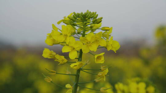 油菜花意境高清实拍