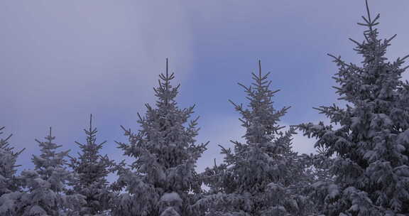 雪后松树挺立的冬日自然景象