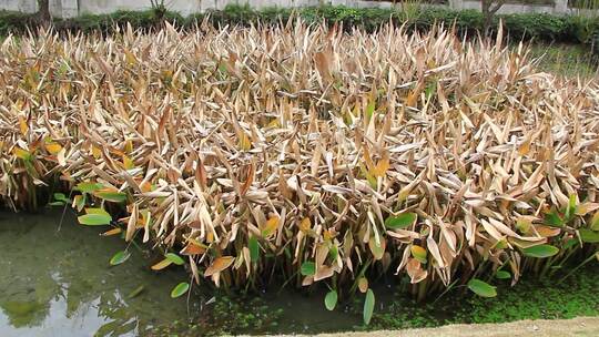 冬天的池塘植物色彩