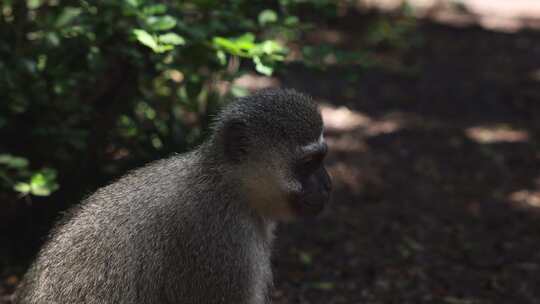 Vervet Monkey，毛皮，咀嚼，