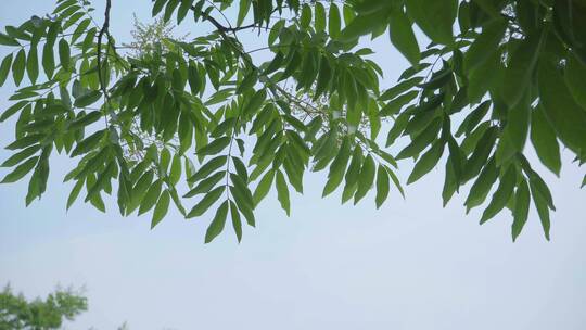 220516梅湖银杏树林A01671303