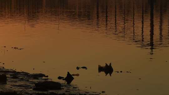 东莞东江大桥夕阳下波光粼粼的水面