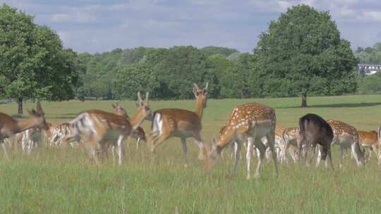 一群野鹿在阳光明媚的日子里吃草，然后它们视频素材模板下载