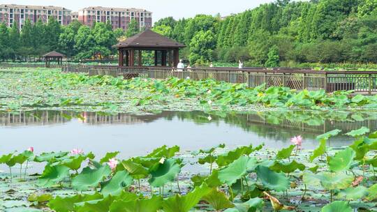 衡阳南湖公园荷塘风光延时摄影