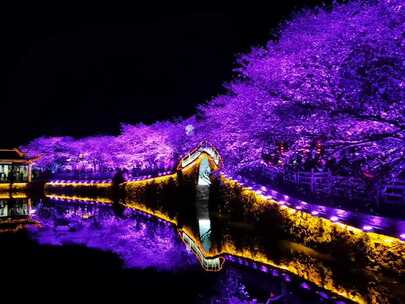 夜景中灯光映照的樱花与桥