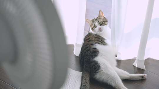 夏天房间里慵懒的小猫咪吹风扇，宠物猫视频