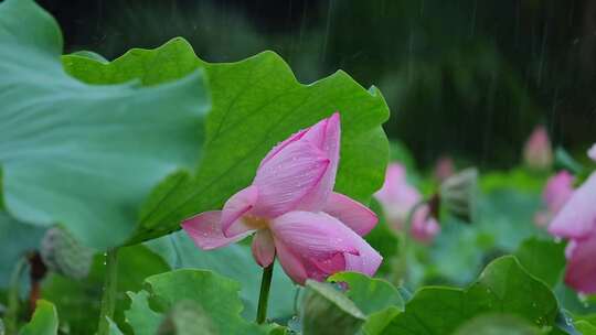 夏天雨水荷花荷叶雨滴雨景