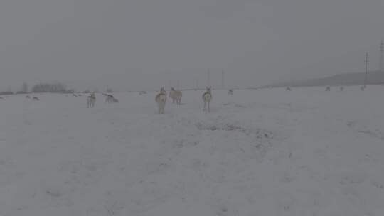 冬天雪地里来了野生黄羊