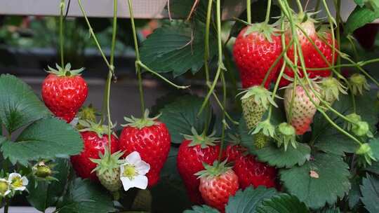 现代化温室大棚奶油草莓