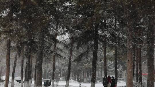 松树飘雪雪景