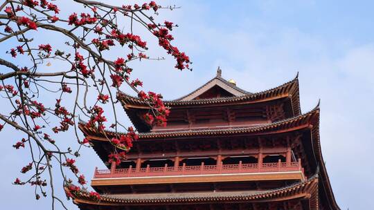 春风中摇曳的木棉花和古建筑