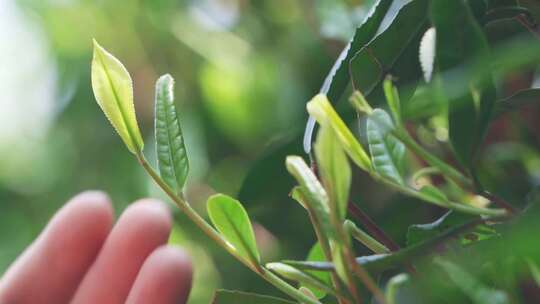 茶农用手抚摸茶叶慢镜头