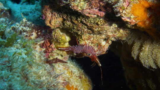 令人着迷的骆驼虾挂在一个水下小洞穴的边缘