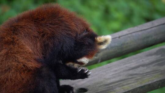 小熊猫洗脸