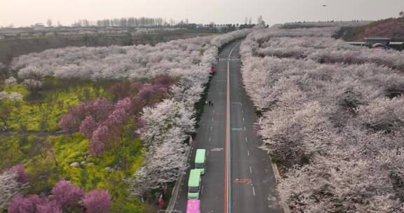 孤柏渡飞黄旅游区樱花园鲜花盛开