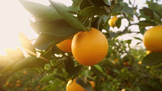 橙子脐橙水果
