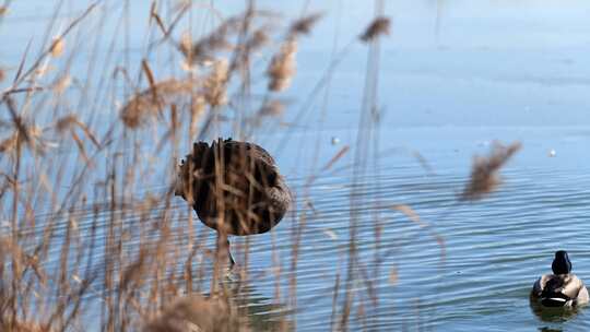 湖泊中芦苇边的黑天鹅