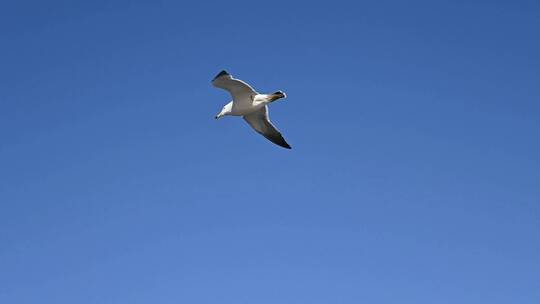 蓝天大海沙滩海鸥飞翔慢动作生态保护