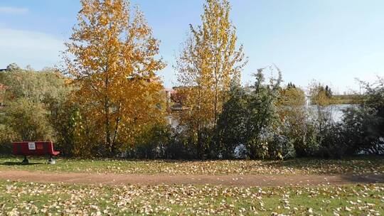 落叶散落在公园的地上