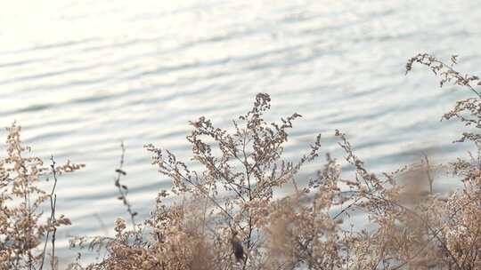 河边 植物 芦苇 户外 冬季