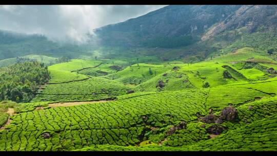 印度喀拉拉邦的绿色茶园