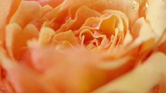 水珠玫瑰花特写近景旋转慢镜头