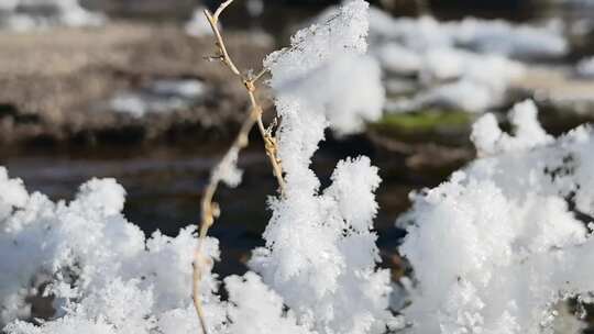 枝条上堆积着蓬松的白雪