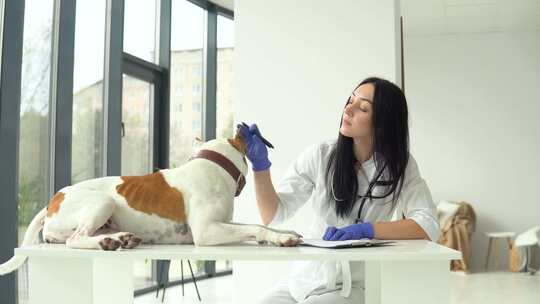 一名女兽医检查一只美国斯塔福德郡梗。狗坐在桌子上
