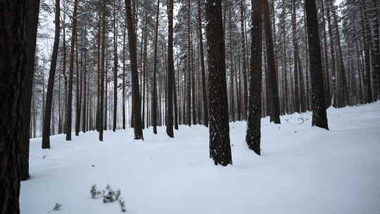 降雪中冬季森林的美丽景色。媒体。下雪天气