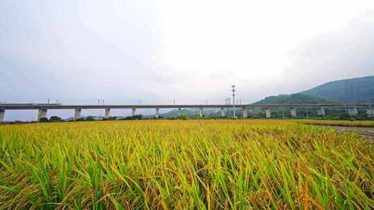 田野间的高铁线路航拍风光