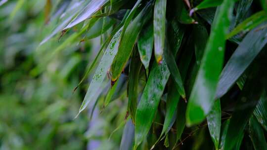 雨后在微风中摇晃的竹叶