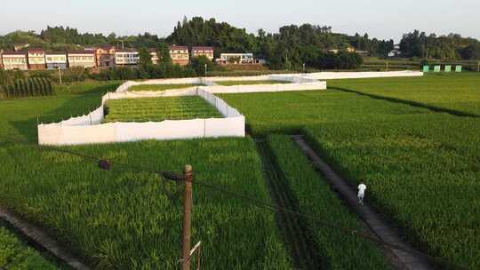 水稻田实验基地