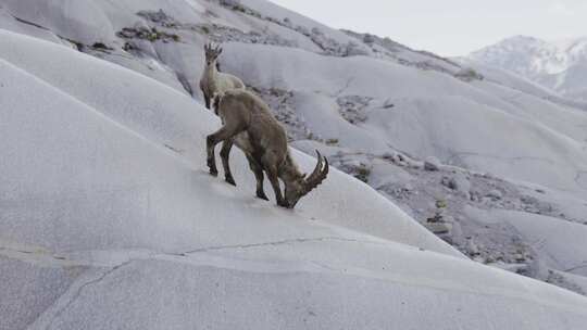 Ibex，山羊，山脉，雪