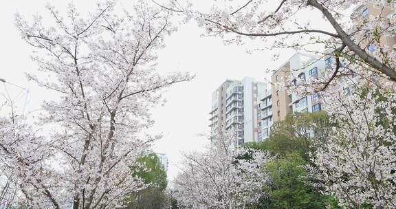 公寓楼前樱花盛开 春回大地阳光春意