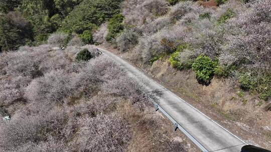 中国广东省广州市从化区广州流溪红岭街梅花