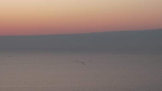 日落时分大海滩涂上的白鹭在觅食