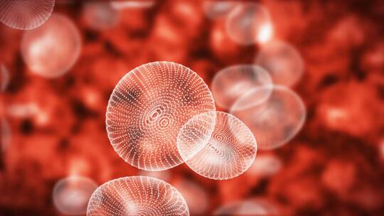 血管中流动血压中的红细胞框架