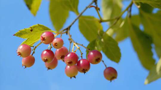 枝头红色果实特写