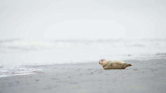 小海豹躺在阿姆兰的灰色沙滩上扭动身体。