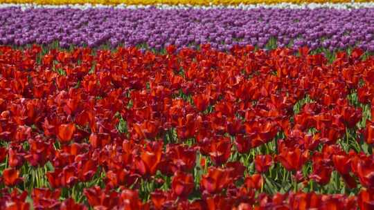 郁金香花海