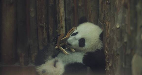 国宝大熊猫幼崽玩玩具