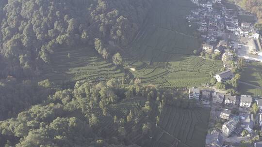 梅家坞茶山