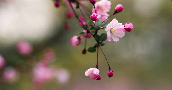 西湖海棠花
