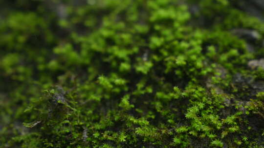 微距特写雨后山上的绿色植被青苔视频素材模板下载