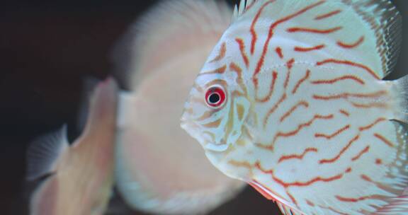 水族馆里各种鱼类视频素材