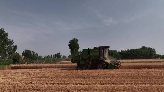 麦田小麦麦穗农业绿色丰收田野粮食丰收收割