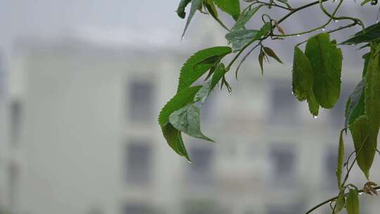 雨中树叶视频素材模板下载