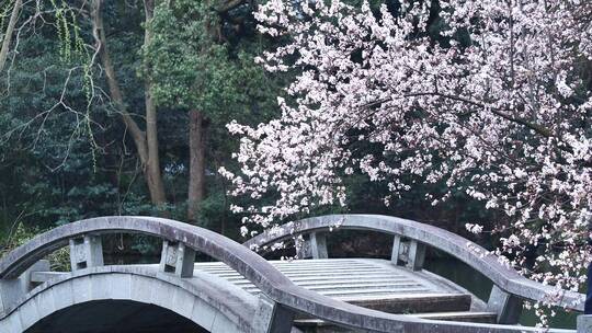 杭州西湖景区曲院风荷荷花