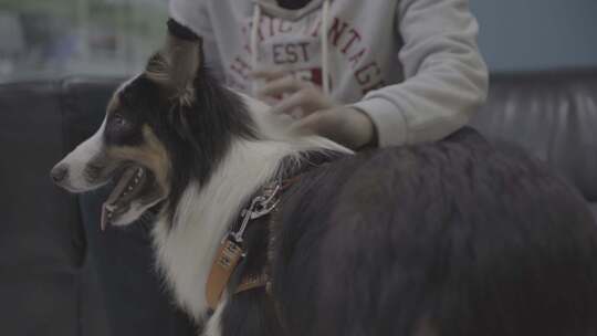 宠物医院生病的牧羊犬